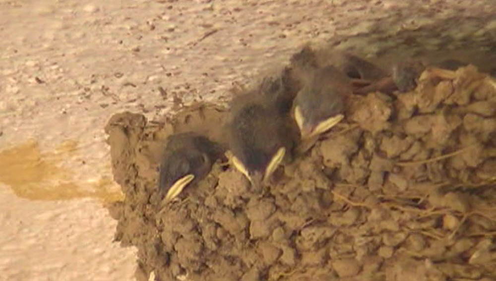 Happy Birds aftir being Fed.